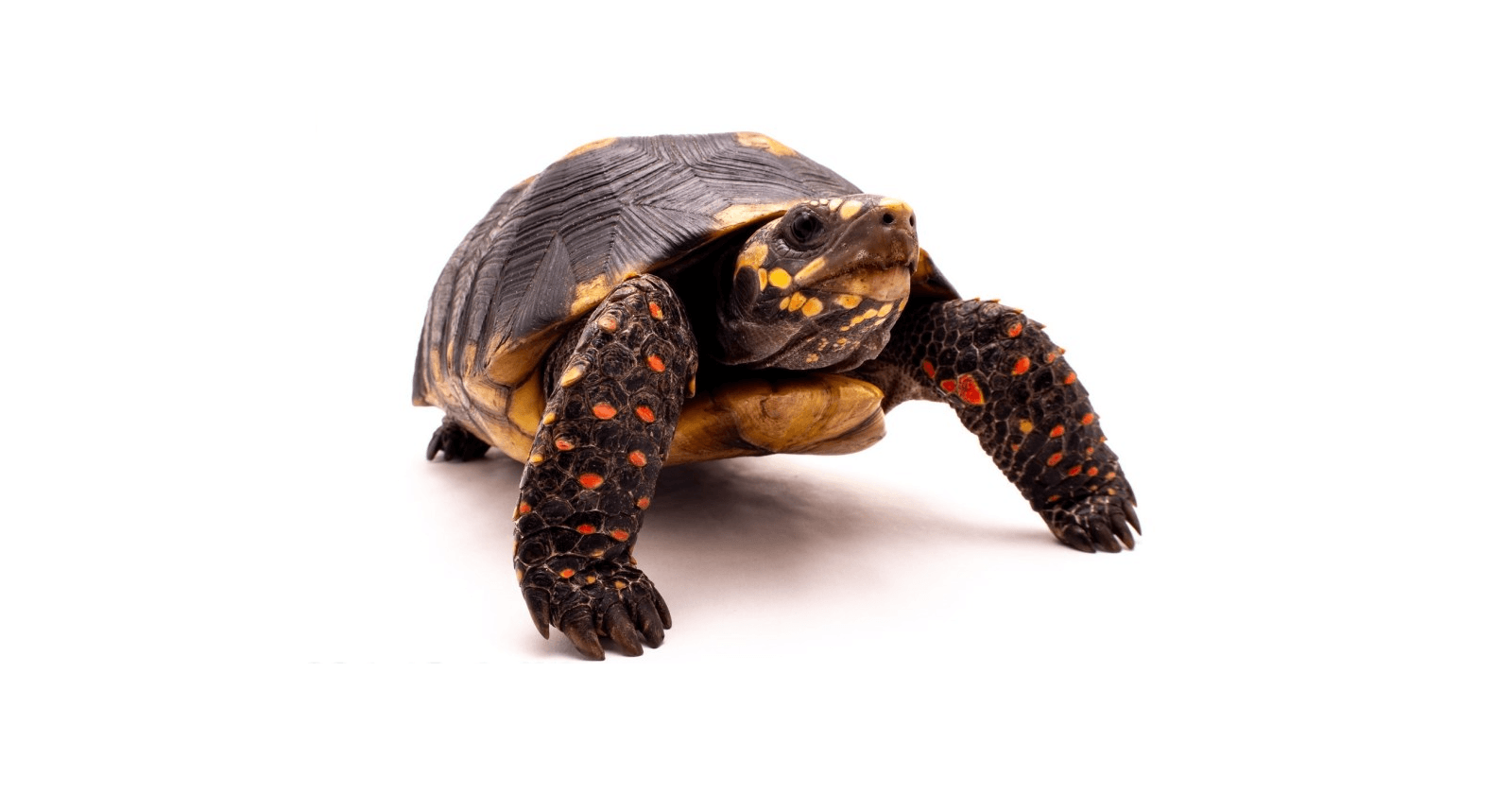 El Morrocoy o el duro caparazón de la venezolanidad